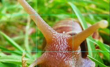 Cara Membuat Instagram Grid Di Photoshop Procoid